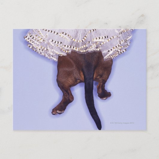Hund gekleidet postkarte (Vorderseite)