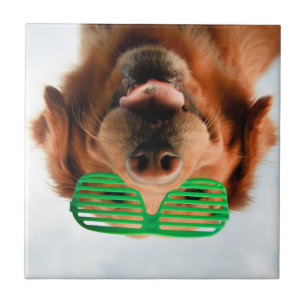 Hund Getty Bild-  mit Gläsern Fliese