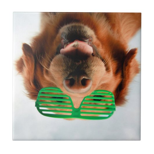 Hund Getty Bild-| mit Gläsern Fliese (Vorderseite)