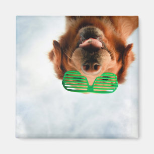 Hund Getty Bild-  mit Gläsern Magnet