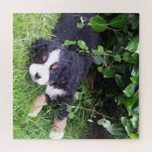 Hund, Haustier, niedlich, Tier, Rasse, Rätsel, Wel Puzzle (Horizontal)