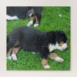 Hund, Haustier, niedlich, Tier, Rasse, Rätsel, Wel Puzzle