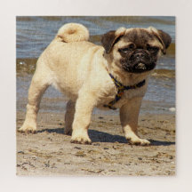 Hund, Haustier, niedlich, Tier, Rasse, Rätsel, Wel