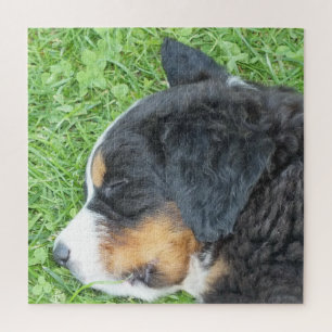 Hund, Haustier, süß, Tier, Rasse, Puzzle,,Welpe, Puzzle