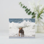 Hund - Hier komme ich... Postkarte (Stehend Vorderseite)