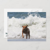 Hund - Hier komme ich... Postkarte (Vorne/Hinten)