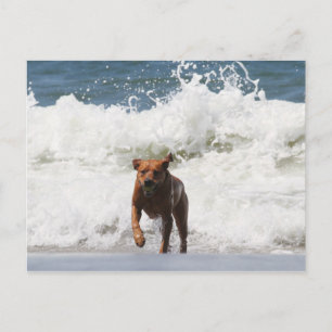 Hund - Hier komme ich... Postkarte