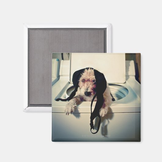 Hund hilft beim Waschen Magnet (Vorderseite/Rückseite)