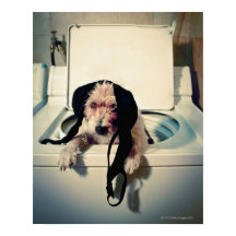 Hund hilft beim Waschen