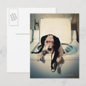 Hund hilft beim Waschen Postkarte (Vorne/Hinten)