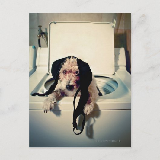 Hund hilft beim Waschen Postkarte (Vorderseite)