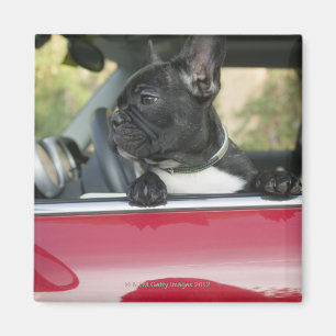 Hund im Auto Magnet