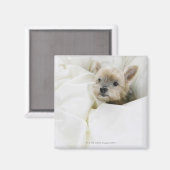 Hund im Bett Magnet (Vorderseite/Rückseite)