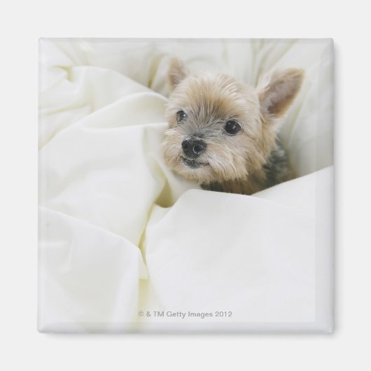 Hund im Bett Magnet (Vorne)