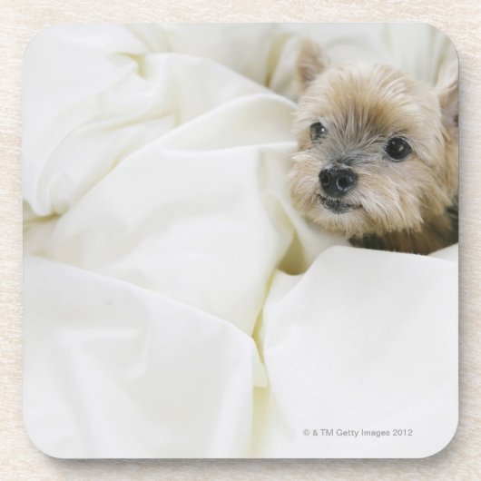 Hund im Bett Untersetzer (Vorderseite)