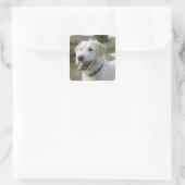 Hund im Heideland Quadratischer Aufkleber (Tasche)