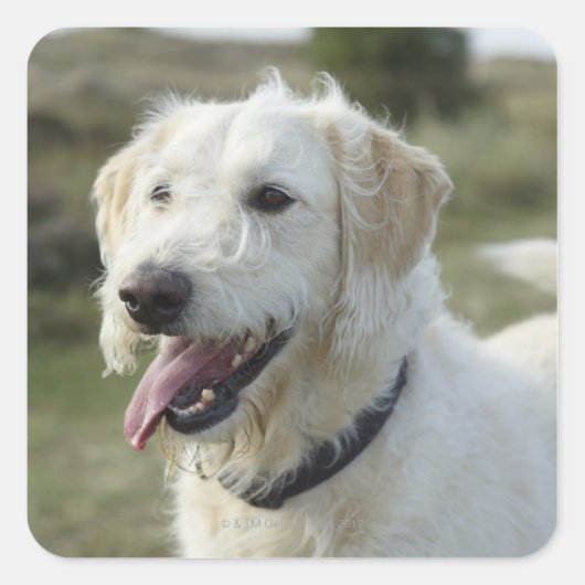 Hund im Heideland Quadratischer Aufkleber (Vorderseite)