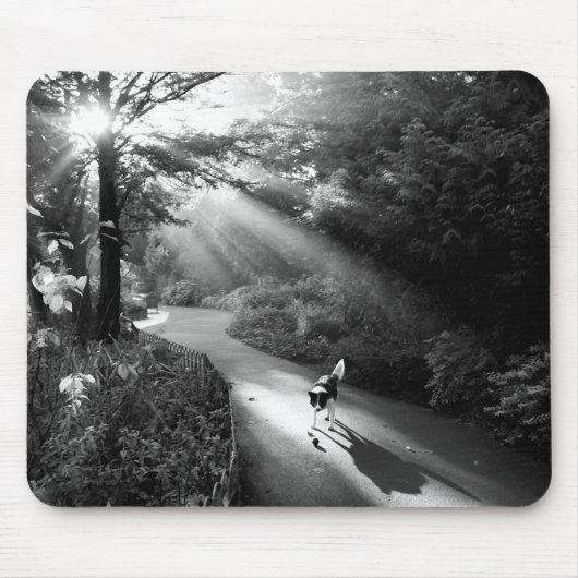 Hund im Morgensonnenlicht Mousepad (Vorne)