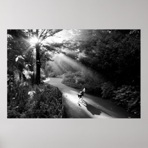 Hund im Morgensonnenlicht Poster