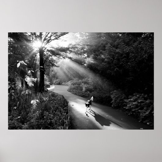 Hund im Morgensonnenlicht Poster (Vorne)