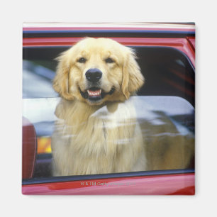 Hund im roten Autofenster Magnet