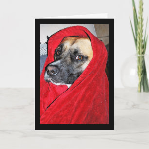 Hund im roten Bettlakenporträt Karte