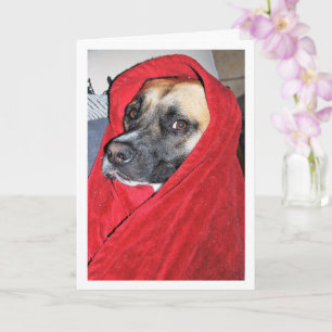 Hund im roten Bettlakenporträt Karte