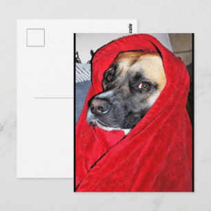 Hund im roten Bettlakenporträt Postkarte