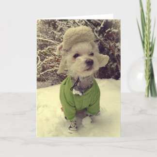 Hund im Schnee Feiertagskarte