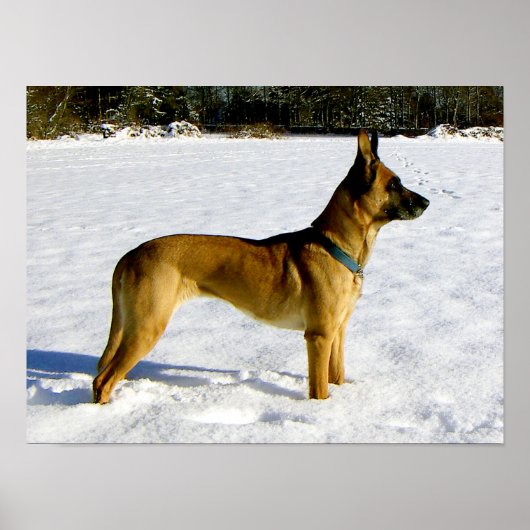 Hund im Schnee Poster (Vorne)