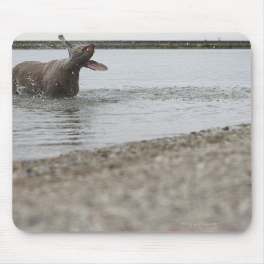Hund im See, der vor Wasser schüttelt Mousepad (Vorne)