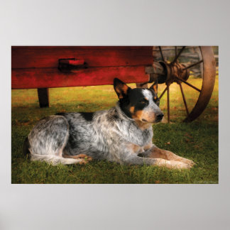 Hund - Immer treu Poster