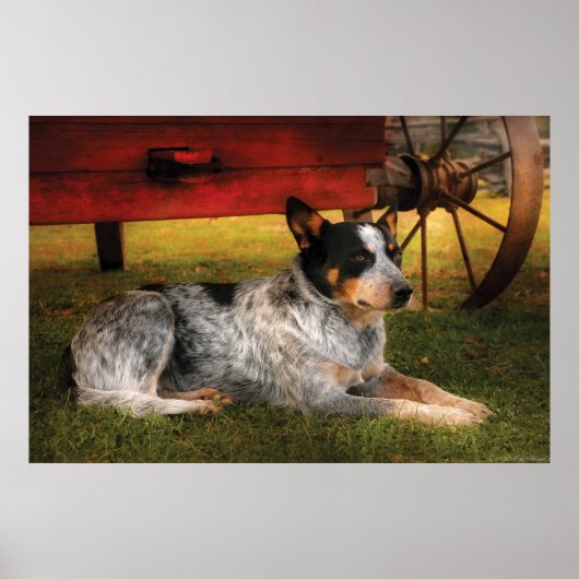 Hund - Immer treu Poster (Vorne)