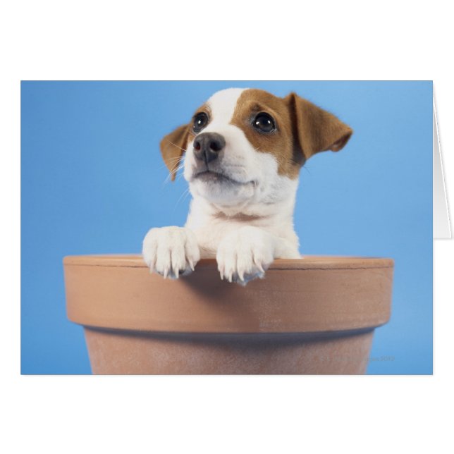 Hund in Blumentopf (Vorderseite (Horizontal))