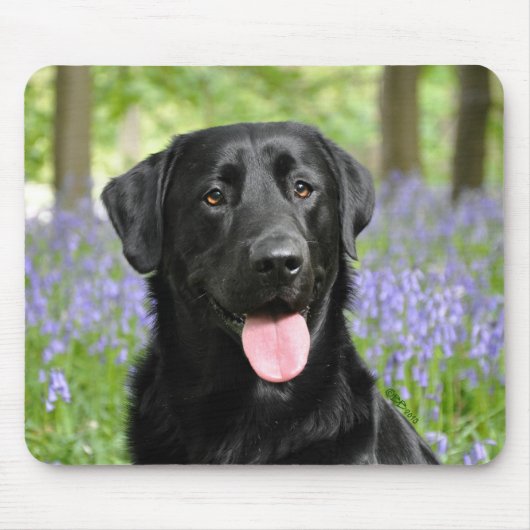Hund in den Bluebells Mousepad (Vorne)