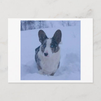 Hund in der Schneeschuhwanderkarte Feiertagspostkarte