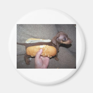 Hund in einem Bun Magnet