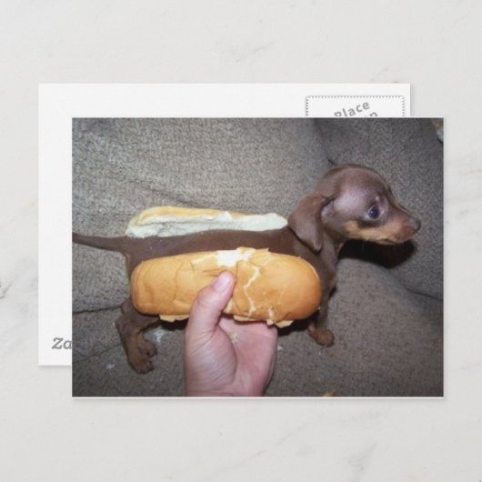 Hund in einem Bun Postkarte (Vorne/Hinten)