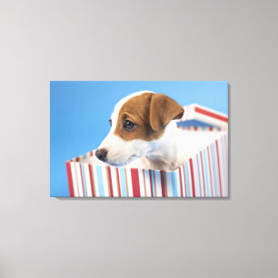 Hund in einer Geschenkboxen Leinwanddruck
