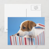 Hund in einer Geschenkboxen Postkarte (Vorne/Hinten)