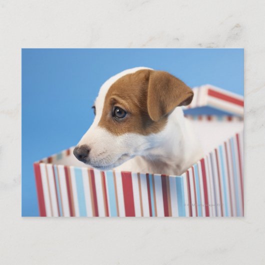 Hund in einer Geschenkboxen Postkarte (Vorderseite)