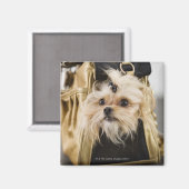 Hund in einer Handtasche Magnet (Vorderseite/Rückseite)