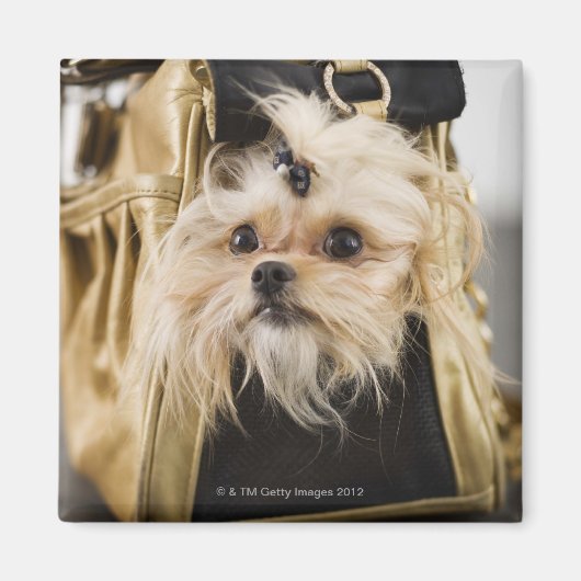 Hund in einer Handtasche Magnet (Vorne)