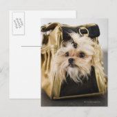 Hund in einer Handtasche Postkarte (Vorne/Hinten)