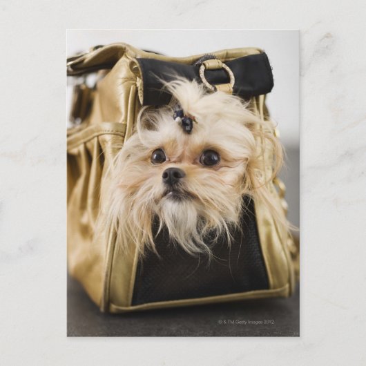 Hund in einer Handtasche Postkarte (Vorderseite)