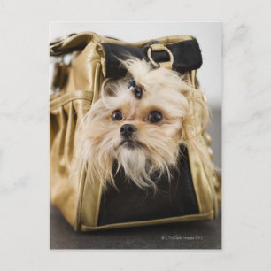 Hund in einer Handtasche Postkarte