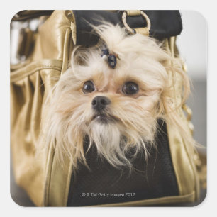 Hund in einer Handtasche Quadratischer Aufkleber