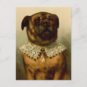 Hund in Elizabethan Collar Kostüm Postkarte