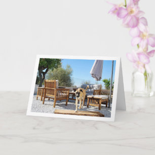 Hund in Garten Karte