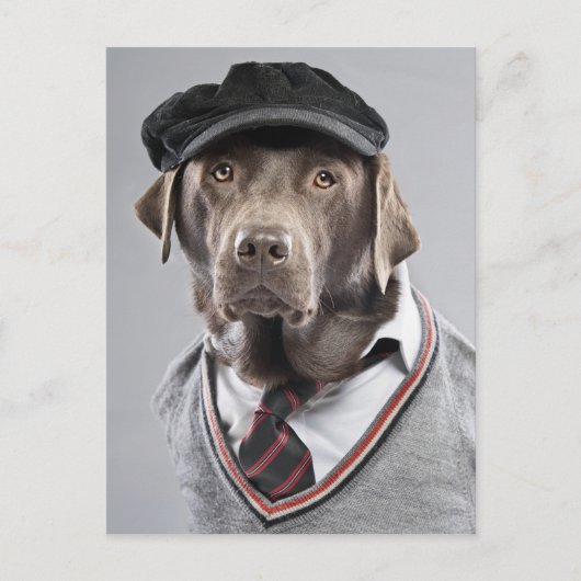 Hund in Pullover und Kapsel Postkarte (Vorderseite)